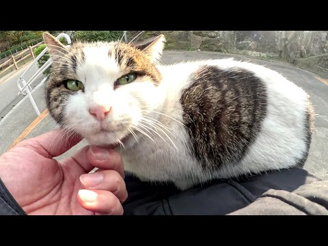 黒猫と遊ぼうとしたら、キジシロ猫がひざの上にのってきた(YouTube)