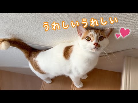 朝の甘えトロしゃんが可愛すぎます…！(YouTube)