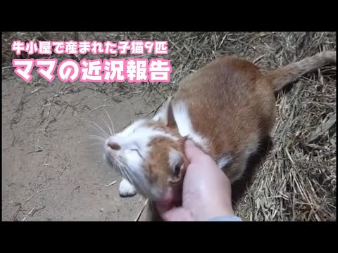 ママ近況報告 牛小屋で産まれた子猫達 9匹  2024 12 06 1(YouTube)