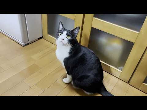 鼻ピーピーを聞いてほしかっただけなのに「オチがない」と言われた猫は・・・(YouTube)