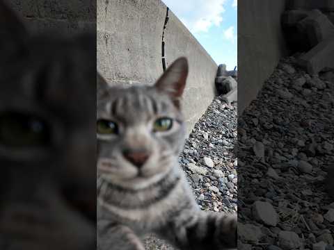 「こらー！何撮ってるニャン」カメラから妹を守る兄猫 #猫 #猫島 #shorts(YouTube)