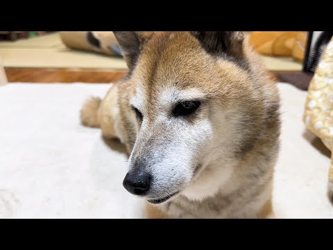 いなくなったと子ども猫を心配そうに探しまわる柴犬はこちらです…(YouTube)
