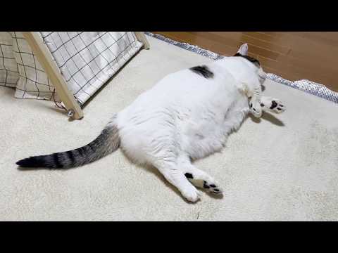 深夜にそれは変質者と間違われても仕方がない猫(YouTube)