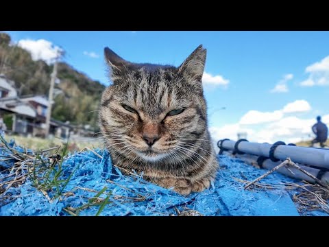 【今週のボツ動画】今週撮った短い未公開動画まとめて公開-unreleased video of this week-2024/12/2w(YouTube)