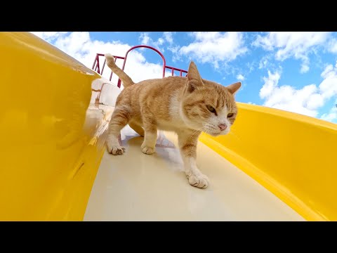 猫ちゃん達にすべり台の遊び方を教えた結果・・・(YouTube)