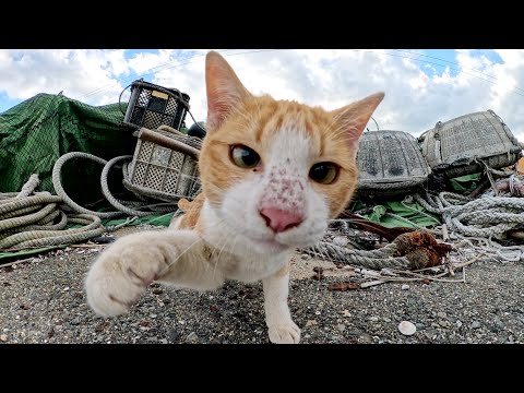 わんぱくな猫達が漁港の道具置き場でチョロチョロと遊び回る(YouTube)