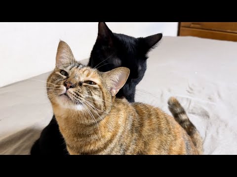 お世話をして甘えて挨拶をして何かと忙しそうな黒猫は子ども猫たちに慕われています(YouTube)