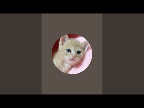 ひのき猫 がクリスマスイヴ ゲリラライブ！(YouTube)