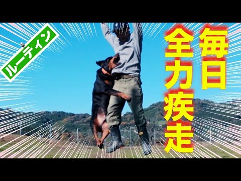 【過労死寸前】ポチパパのモーニングルーティン(YouTube)