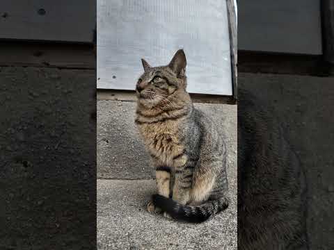 猫島の商店の前で見掛けた子猫カワイイ#猫 #猫島 #子猫(YouTube)