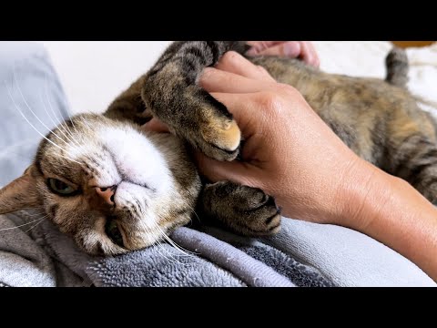 【お喋りな猫】飼い主が帰ってきたらある報告がしたくて体全体で喜びを表すお喋り好きな猫(YouTube)