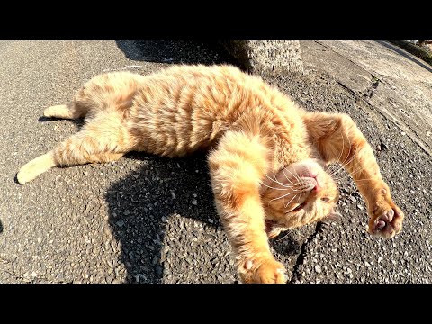 茶トラ猫が人間の前でバンザーイをしてお腹を見せる(YouTube)