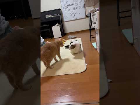 お前のためにケンカ止めにいったのに(YouTube)