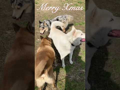 All I Want for Christmas Is You #shorts #rescuedog #christmas #mariahcarey(YouTube)