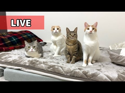 実家から猫たちとまったり年越し配信！(YouTube)