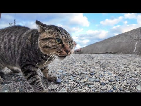 猫島の港では猫がケンカしてました(YouTube)
