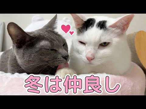 冬になると姉猫たちと仲良くなるチロさん！(YouTube)