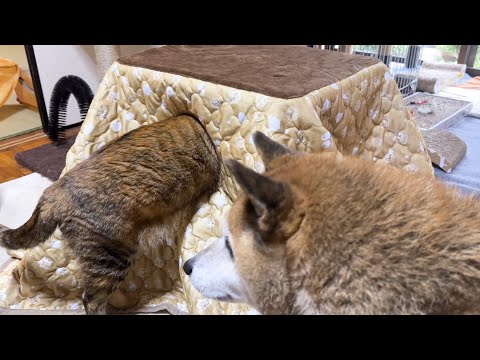 猫用こたつの中に吸い込まれていく猫たち(YouTube)