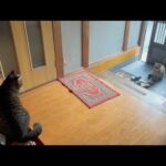 急に寒くなって外へ出るのがつらい猫たち(YouTube)