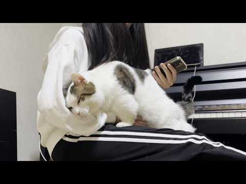 ひのきの真似をして娘の膝の上で寛ぐ重量級の猫(YouTube)