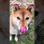 All I Want for Christmas Is You #shorts #sibainu  #christmas #mariahcarey #柴犬(YouTube)