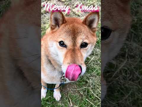 All I Want for Christmas Is You #shorts #sibainu  #christmas #mariahcarey #柴犬(YouTube)