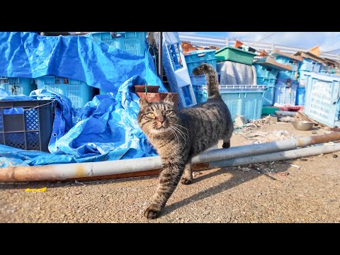 漁港の物置にいた猫ちゃん、顔を見るとモフられに出てきた(YouTube)