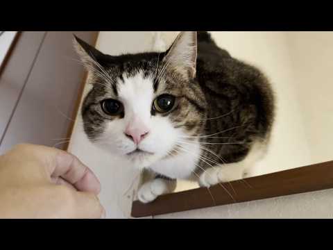 「お父さんのズボン、臭っいわ」ってなる猫(YouTube)