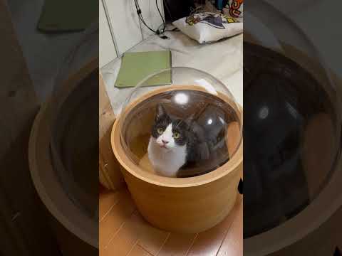 もしもひまわりがカプセルトイかで出てきたら(YouTube)