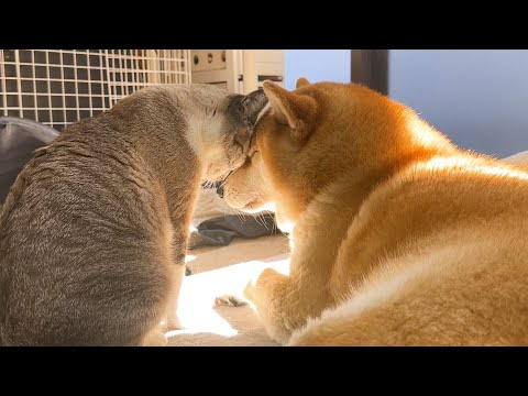 柴犬ママが天国に旅立って3か月がたちました。(YouTube)