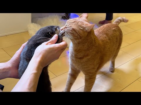 猫の抱っこは何も言わないのにカワウソの抱っこにはとんでもなく文句を言う子供 Child complaining about otter cuddling(YouTube)