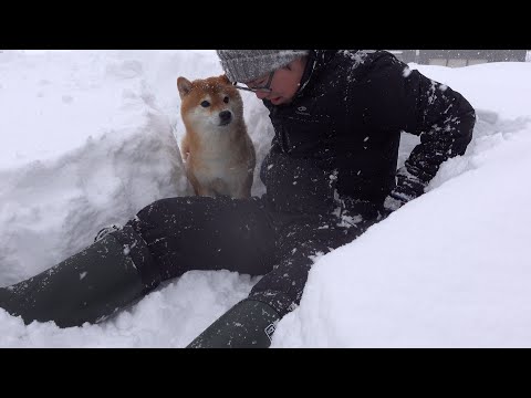 大雪の中何度も外へ出る柴犬。その理由が優しすぎた。(YouTube)