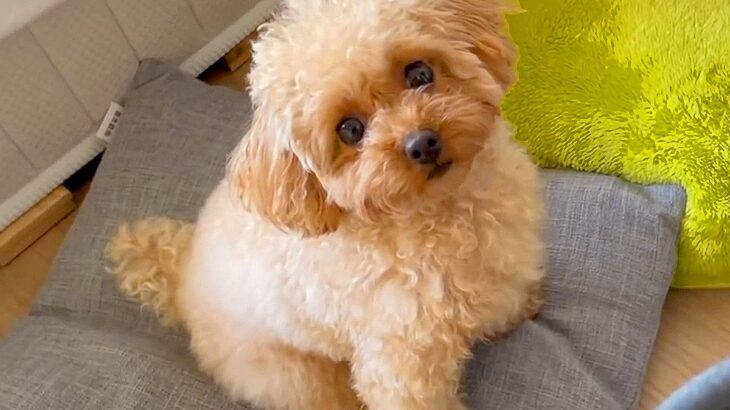 モサモサになりすぎた犬の毛をカットしたら…想像以上の変貌を遂げた『ビフォーアフター』が76万再生「まるで別犬」「超絶可愛い…！」と大絶賛(ブログ)