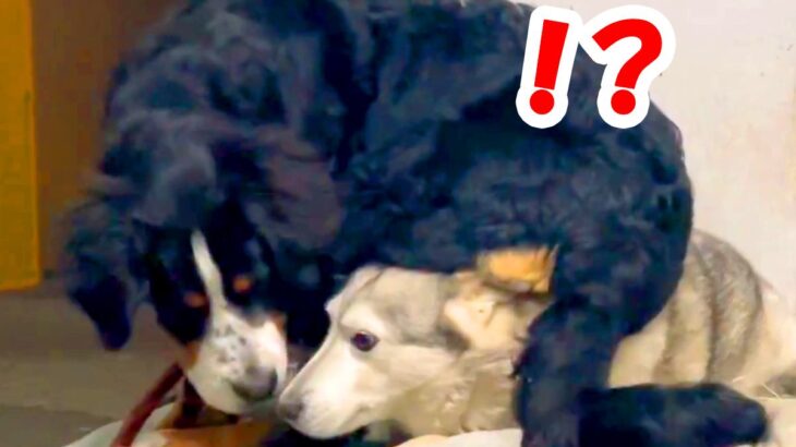 自由すぎる『超大型の子犬』をお迎えした結果…先輩犬にした『まさかの迷惑行動』が140万表示「なんで乗ったｗ」「本当に迷惑そうで草」と爆笑(ブログ)
