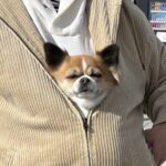 『可愛い犬の写真』を撮ろうとしていたのに…思っていたのと違う『虚無顔』が想像以上だと8万いいね「味あって良いｗ」「カンガルーで草」と絶賛(ブログ)