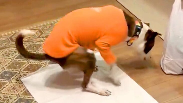 保護犬のトイレを見守っていたら…あまりにもヒヤヒヤする『ウンチングルーレット』が622万表示の反響「ハラハラした」「可愛すぎｗ」と爆笑(ブログ)