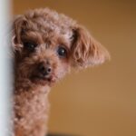 恥ずかしがり屋な犬がする『愛情表現』5選　シャイなわんこはどうやって甘えてくるの？(ブログ)