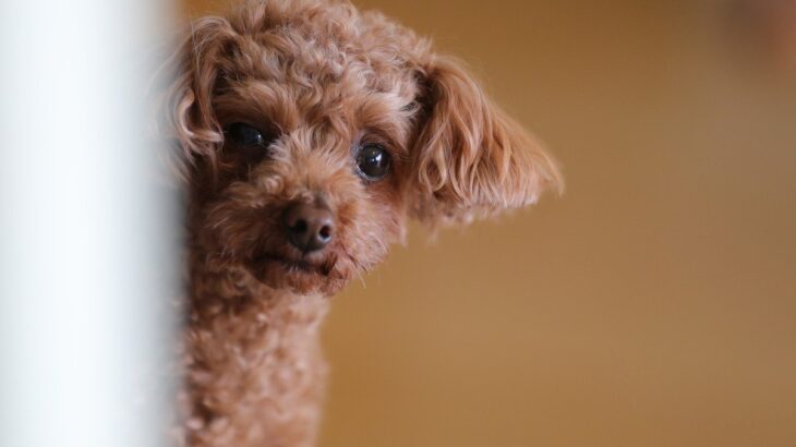恥ずかしがり屋な犬がする『愛情表現』5選　シャイなわんこはどうやって甘えてくるの？(ブログ)