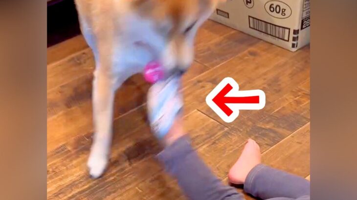 男の子がぐっすり寝ていたら、犬が『靴下』を脱がし…手際が良すぎる『まさかの犯行』が9万再生「怪盗あらわるｗ」「得意気でかわいい」と絶賛(ブログ)