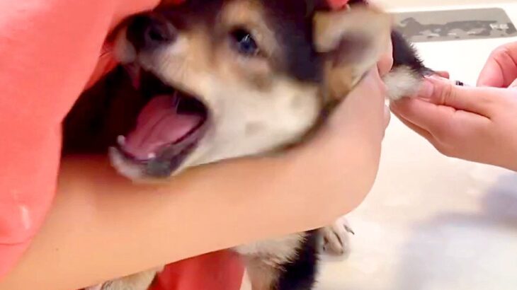 病院で赤ちゃん犬が『初めての注射』をした結果…想像以上に『大絶叫する光景』が3万再生「申し訳ないけど…めっちゃ可愛い」「頑張った」と絶賛(ブログ)