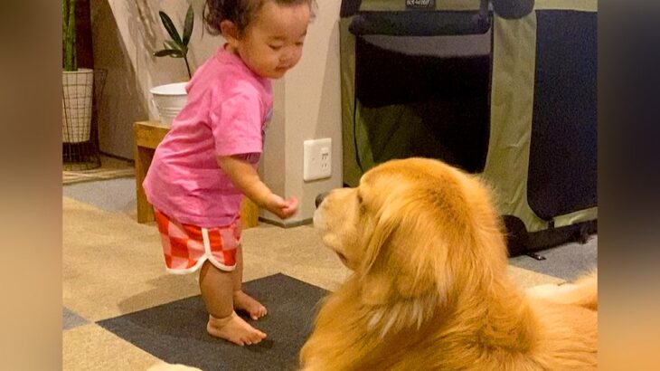 小さな女の子が『大型犬にお水をあげようとした』結果…独特すぎる『まさかの方法』とワンコの反応が24万再生「水滴ｗ」「めちゃくちゃ可愛い」(ブログ)