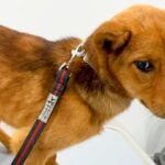 肋骨が浮き出た『ガリガリの野犬』を飼った結果、１年後…嘘のような『衝撃的な現在』が58万再生「表情がまるで違う」「泣いた」と感動の声(ブログ)