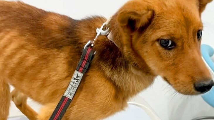 肋骨が浮き出た『ガリガリの野犬』を飼った結果、１年後…嘘のような『衝撃的な現在』が58万再生「表情がまるで違う」「泣いた」と感動の声(ブログ)