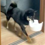5分前にご飯を食べ終わったはずの犬が…まさかの『静かすぎる抗議』に2万いいね集まる「目は合わせないの草」「控え目なアピールｗ」と絶賛(ブログ)