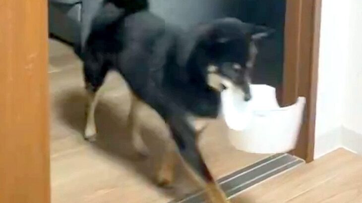 5分前にご飯を食べ終わったはずの犬が…まさかの『静かすぎる抗議』に2万いいね集まる「目は合わせないの草」「控え目なアピールｗ」と絶賛(ブログ)