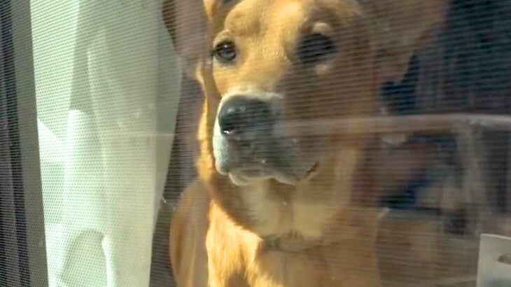 マムシにかまれて入院→退院後、帰宅したら犬が…心が通じ合っているような『大喜びする光景』が尊すぎると19万再生「嬉しさ爆発」「愛おしい」(ブログ)