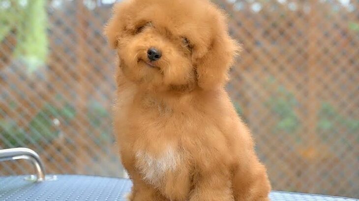 ボサボサの極小犬が『初めてのトリミング』をした結果…まるでお人形のような『ビフォーアフター』が35万再生「可愛いにもほどがある」と悶絶(ブログ)
