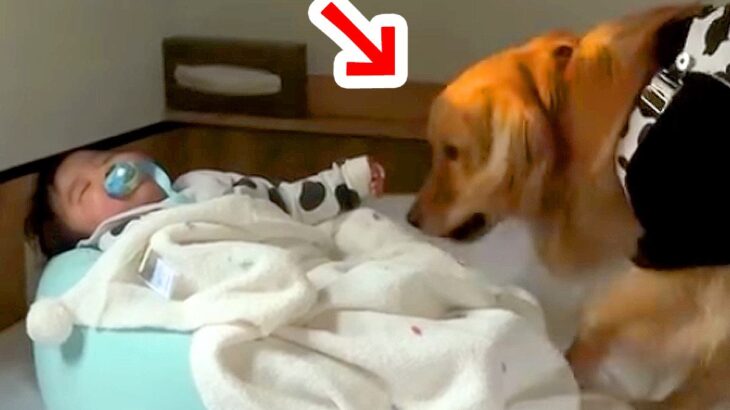 旅行中、赤ちゃんがベッドで寝ていたら大型犬がソワソワし始め…胸キュンが止まらない『可愛すぎる理由』が5万再生「なんて健気」「癒される…」(ブログ)