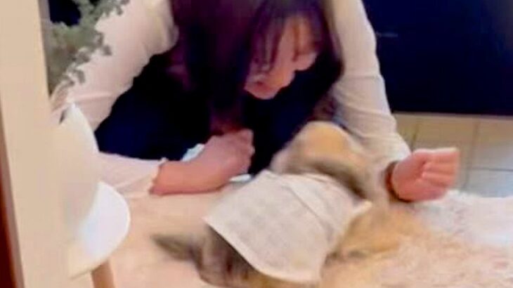 お姉ちゃんが１ヶ月ぶりにサプライズ登場→家にいた犬が…思った以上の『体当たりで喜ぶ光景』が41万再生「胸いっぱい」「純真で誠実」と絶賛(ブログ)