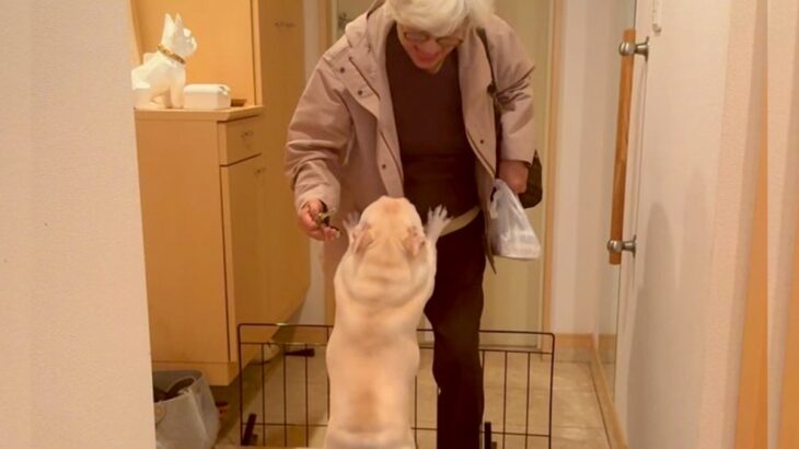 おばあちゃんと犬が『感動の再会を果たした』と思っていたら…まさかの『大袈裟すぎる事実』が54万再生「感激してて草」「可愛すぎる」と悶絶(ブログ)